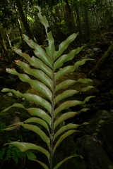 Asplenium oligolepidum