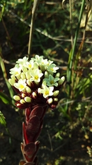 Crassula undulata