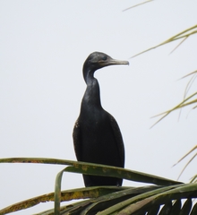 Phalacrocorax fuscicollis