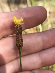 Xyris caroliniana