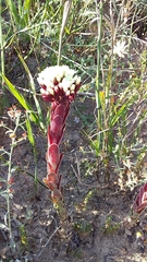 Crassula undulata