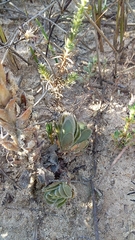Crassula undulata