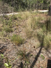 Xyris caroliniana