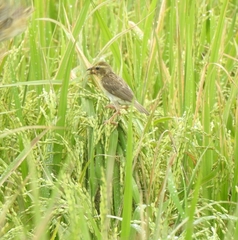 Ploceus philippinus