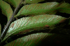 Asplenium oligolepidum