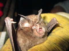 Rhinolophidae
