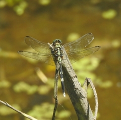 Orthetrum sabina
