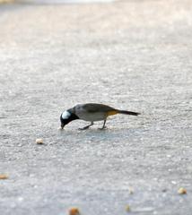Pycnonotus leucotis