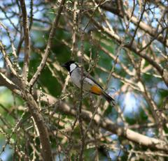 Pycnonotus leucotis