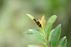 Cosmoscarta abdominalis