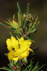 Hibbertia acerosa