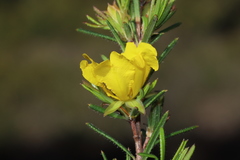 Hibbertia acerosa
