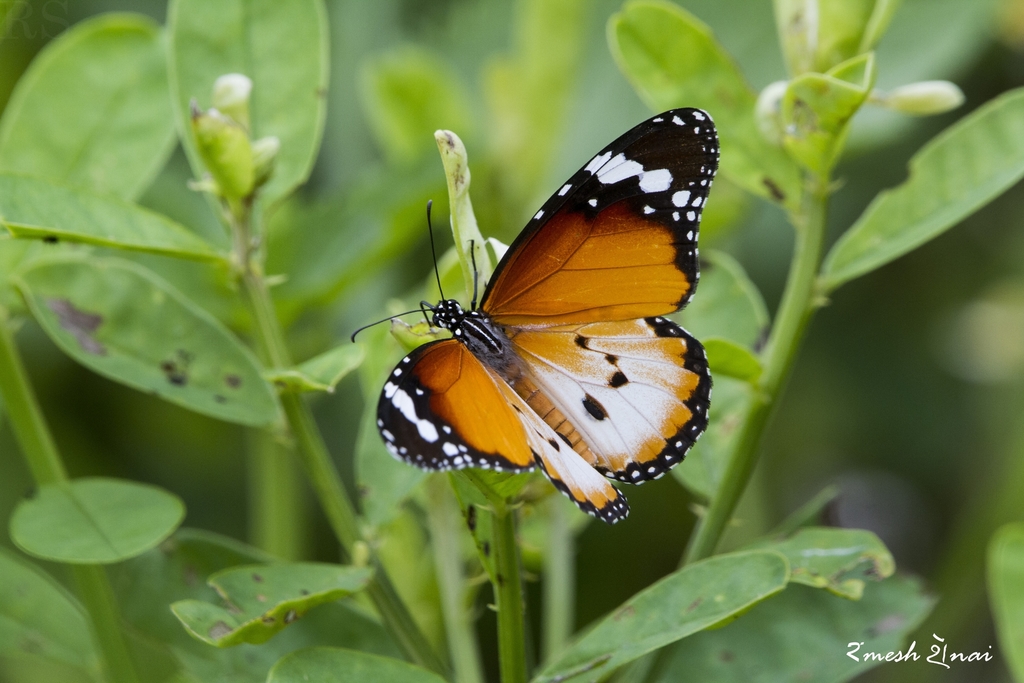 Plain tiger (Danaus chrysippus)