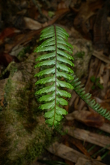 Prosaptia contigua