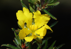 Hibbertia acerosa