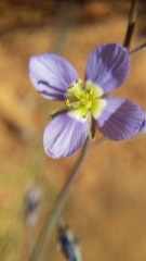 Heliophila digitata