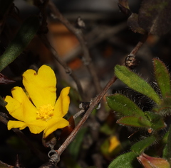 Hibbertia ovata