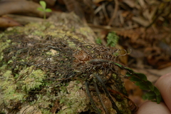 Prosaptia contigua
