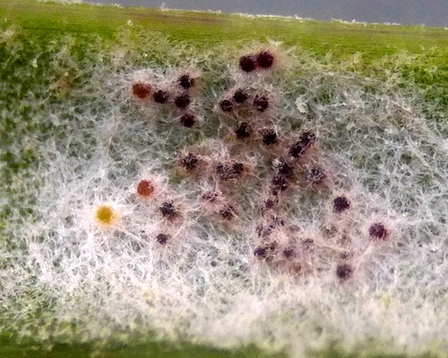 Golovinomyces sordidus