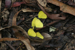 Eurema blanda