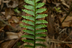 Prosaptia contigua