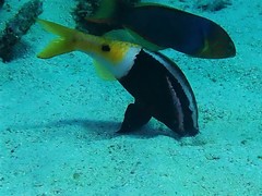 Parupeneus barberinoides