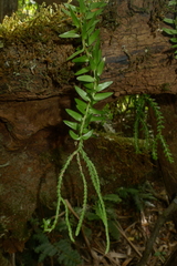 Phlegmariurus phlegmaria