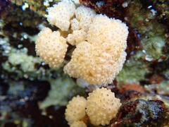 Polycitor proliferus