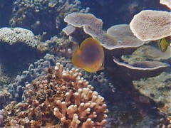 Chaetodon aureofasciatus