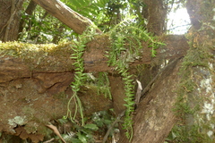 Phlegmariurus phlegmaria