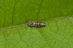 Orosius orientalis