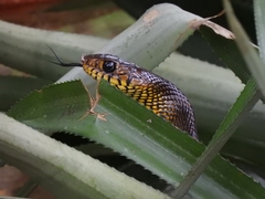 Ptyas mucosa