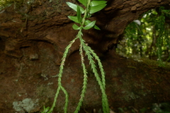 Phlegmariurus phlegmaria