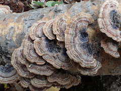 Trametes versicolor image