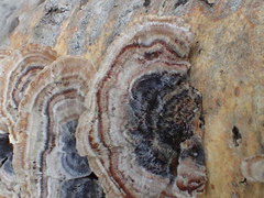 Trametes versicolor image