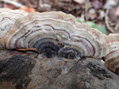 Trametes versicolor image