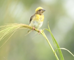Ploceus philippinus