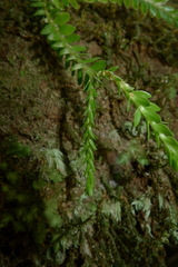 Phlegmariurus phlegmarioides