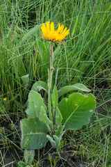 Berkheya pannosa