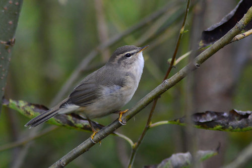 Dusky Warbler