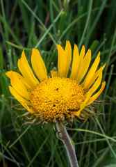 Berkheya pannosa