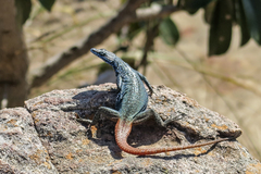Platysaurus