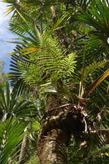 Microsorum vieillardii