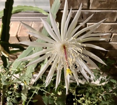 Epiphyllum hookeri