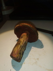 Rubroboletus