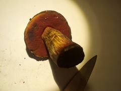 Rubroboletus