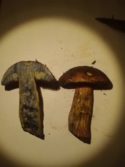 Rubroboletus