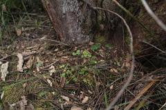 Corybas recurvus