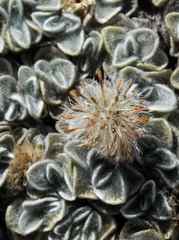 Helichrysum pagophilum image