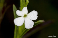 Striga angustifolia